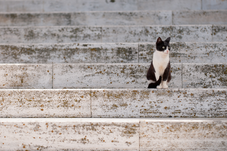 Kitty on the stairs